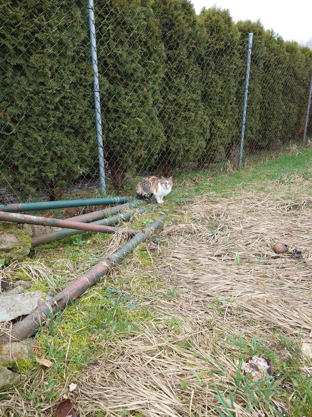 Calico cat beside a hedge on dry winter grass