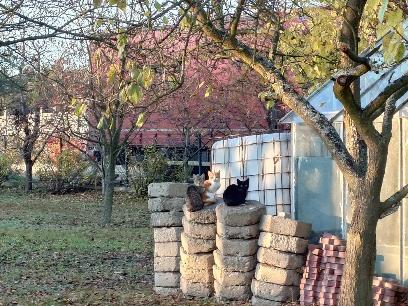 Three cats sitting on concrete blocks in an autumn garden