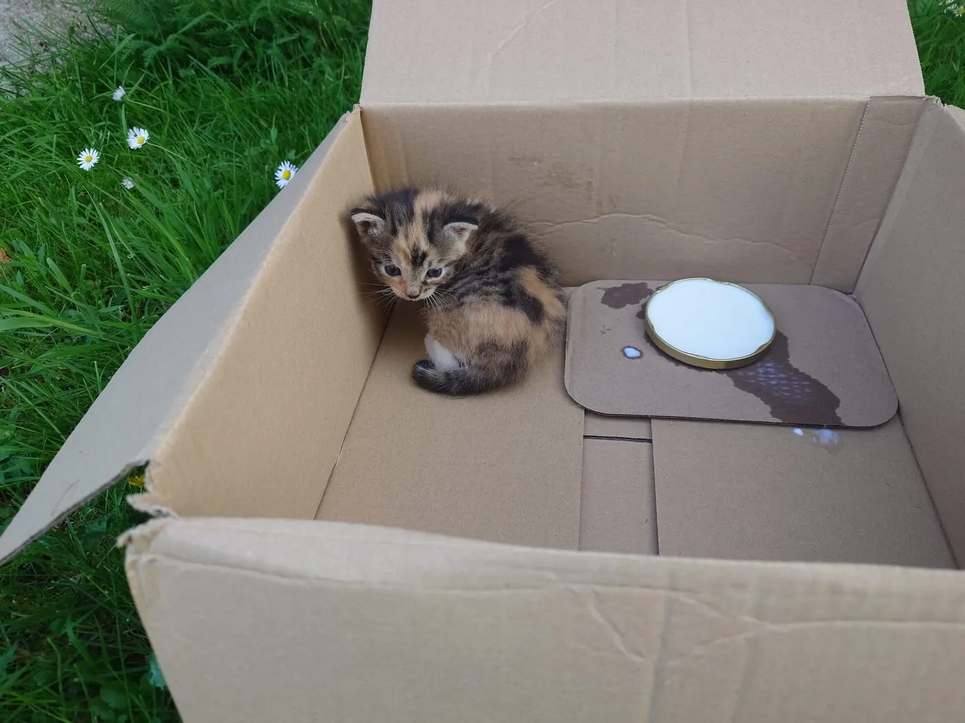 Calico kitten inside a cardboard box on the grass, beside a saucer