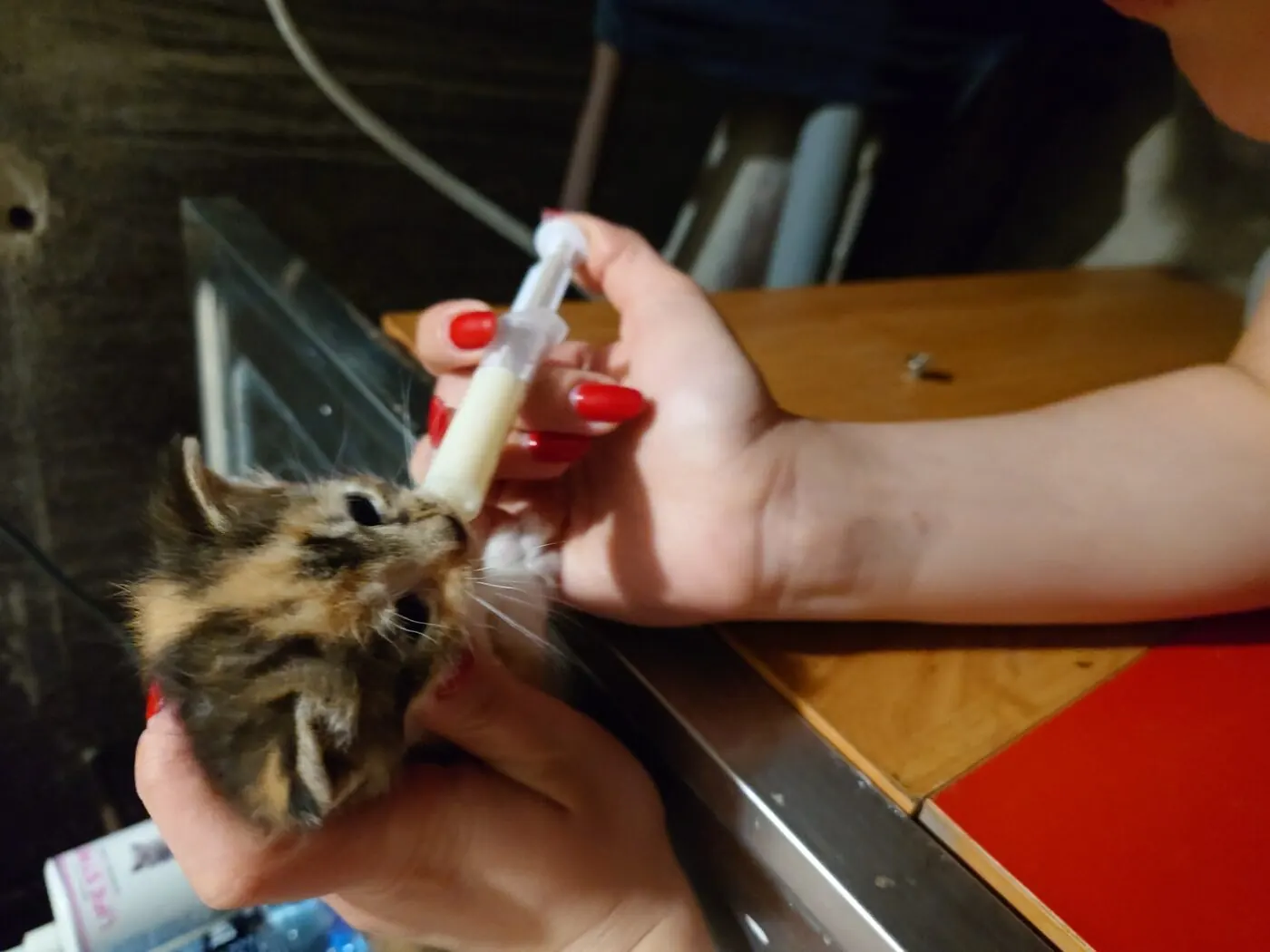 Kitten being hand-fed with a syringe