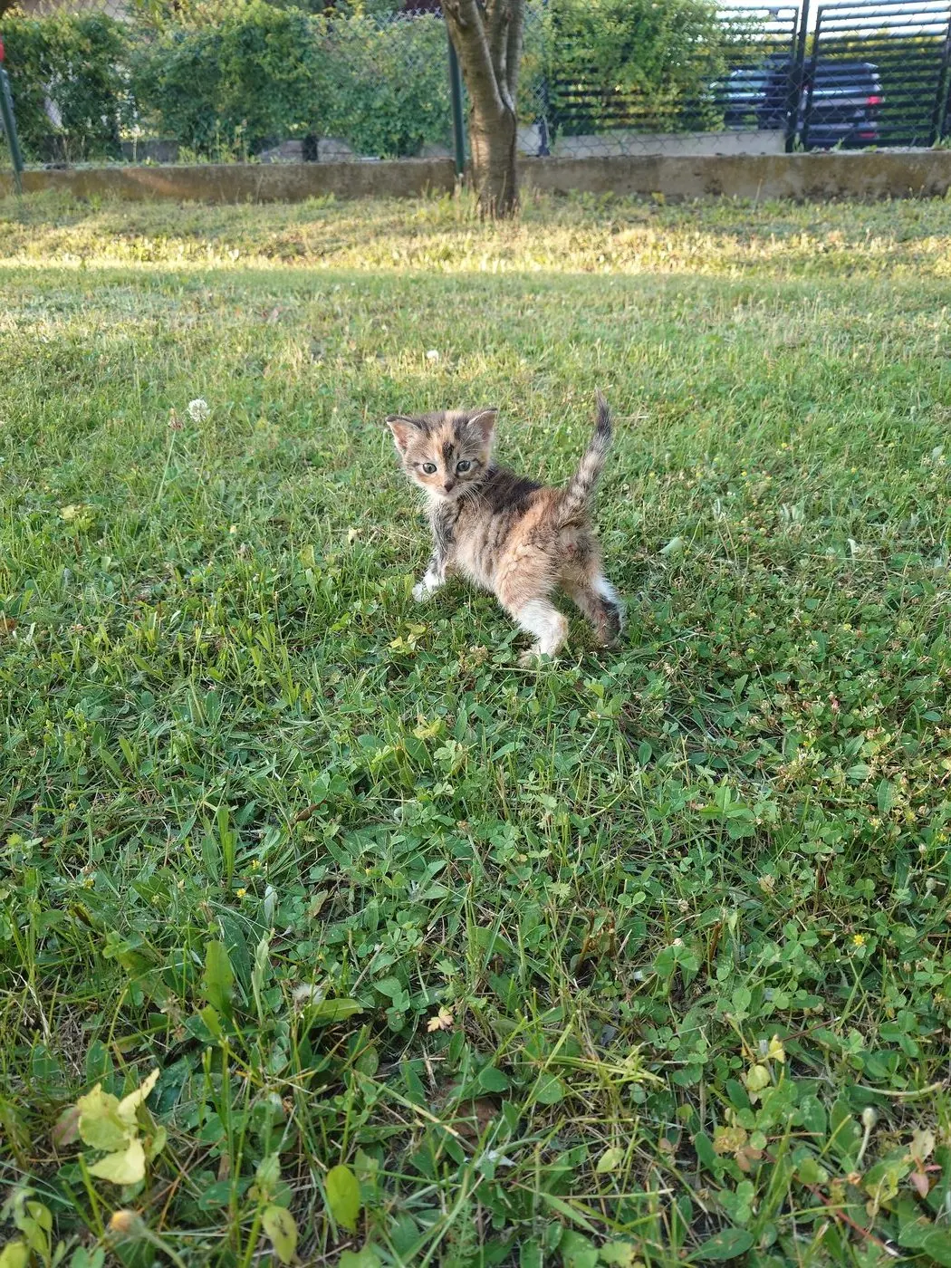Kitten standing on the grass, looking at the camera