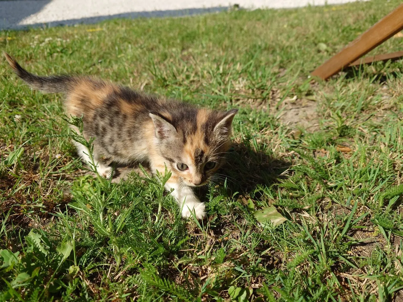 Kitten sniffing at weeds in the sunshine