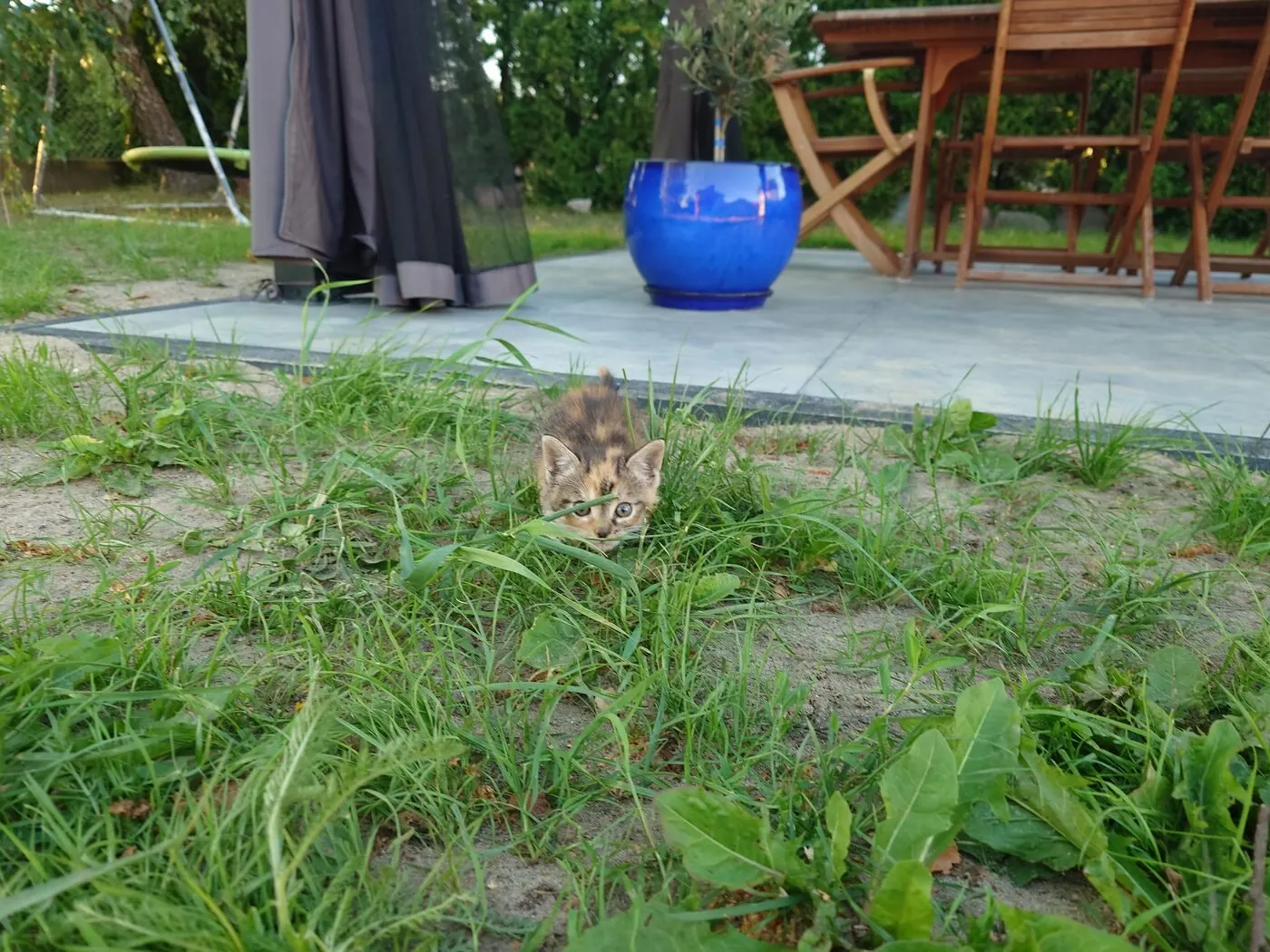 Kitten hidden in long grass with the patio behind