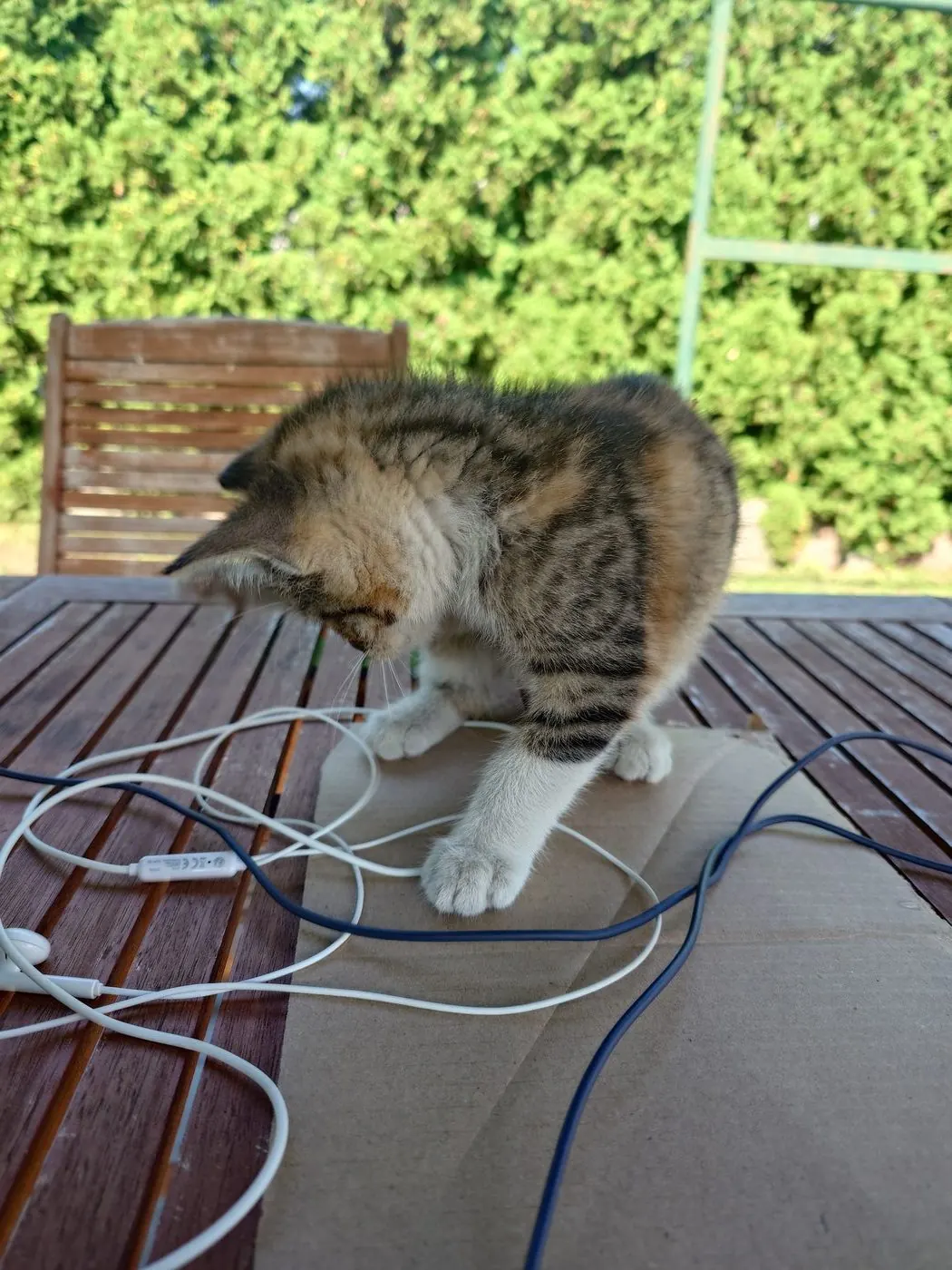 Cat lying on a wooden table playing with earphone cables