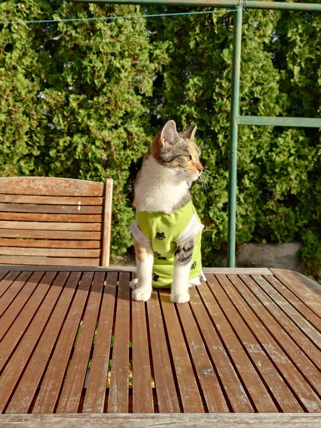 Cat in a green jumper in the sun on a wooden table