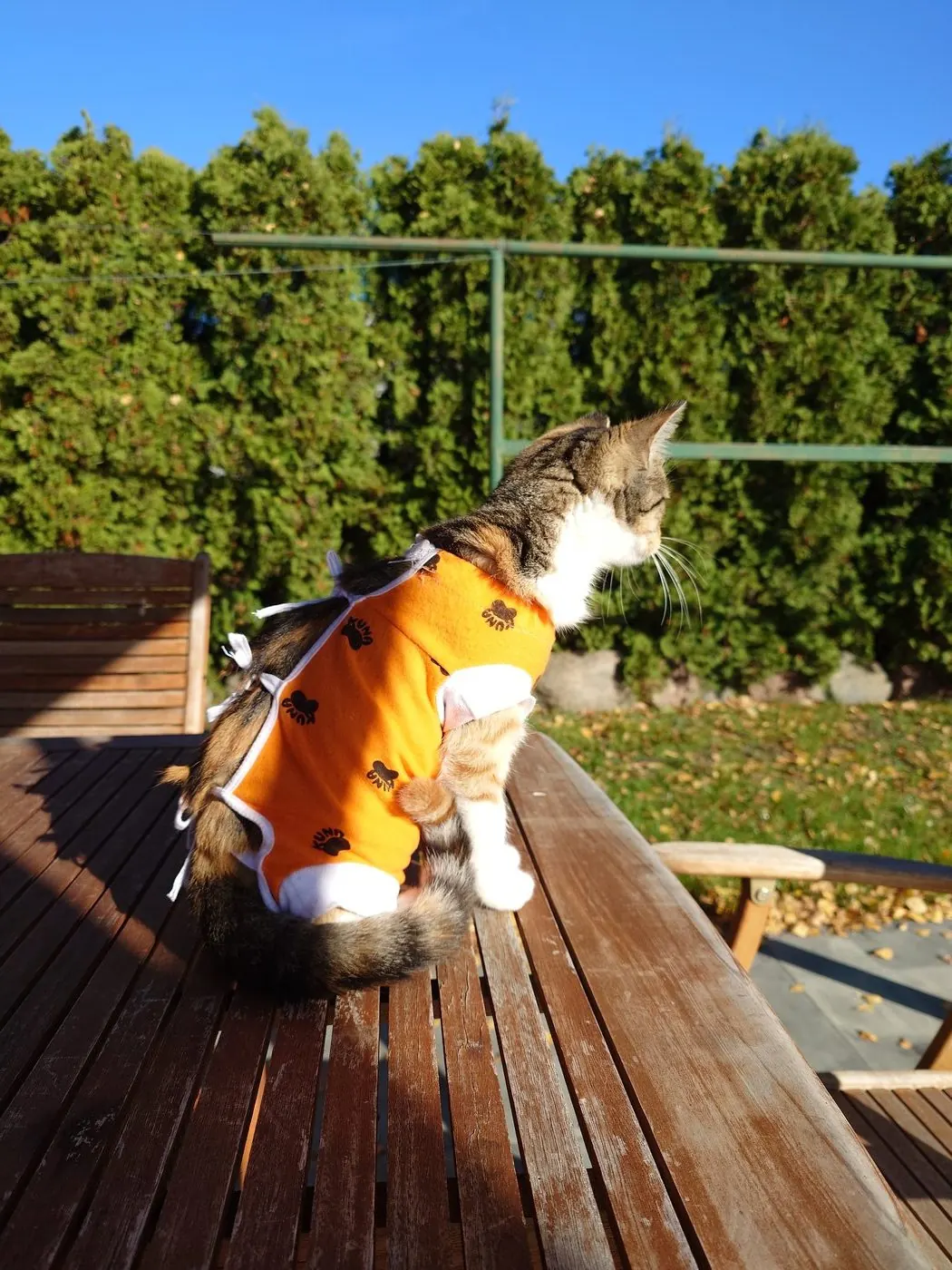 Cat in an orange jumper in the sun under a blue sky
