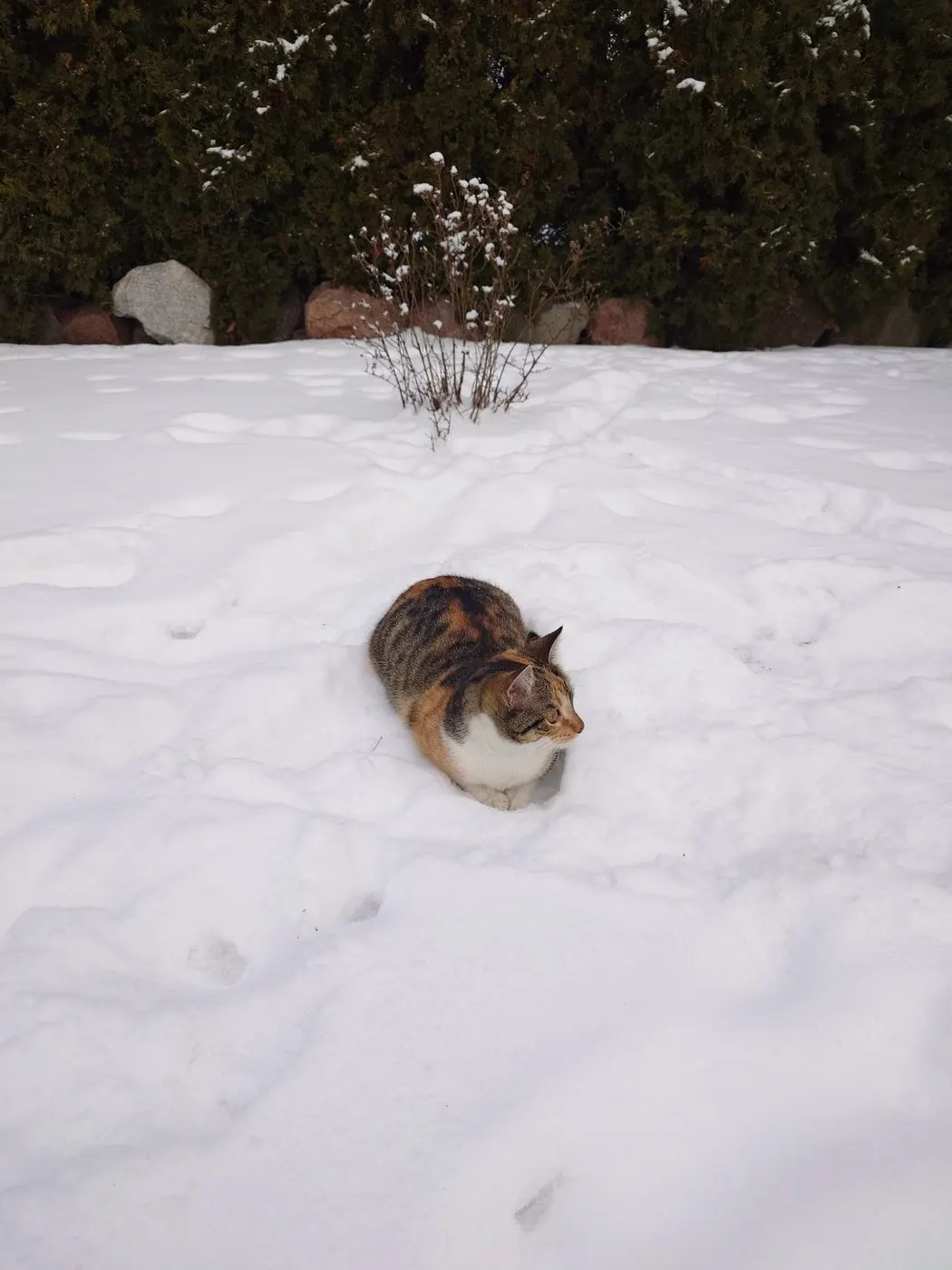 Cat sitting in the snow beside a hedge