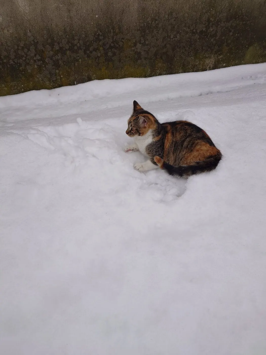 Cat walking through deep snow