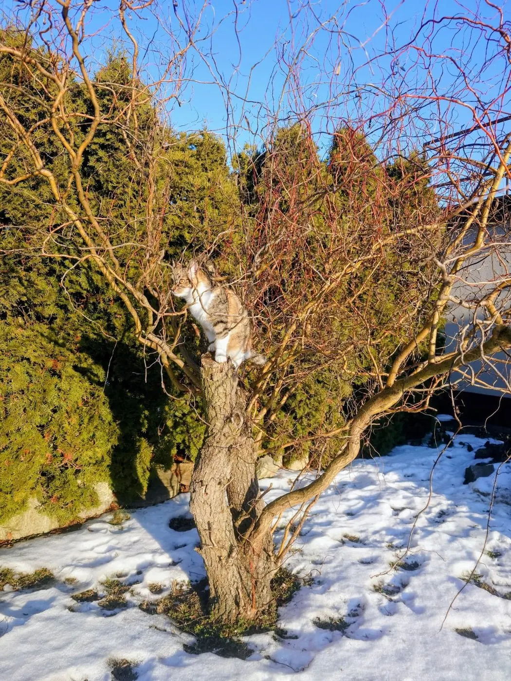 Cat perched on a willow trunk with snow on the ground