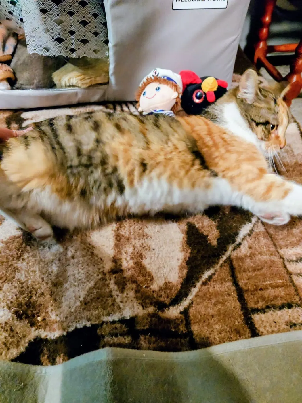 Cat lying on a rug indoors next to soft toys
