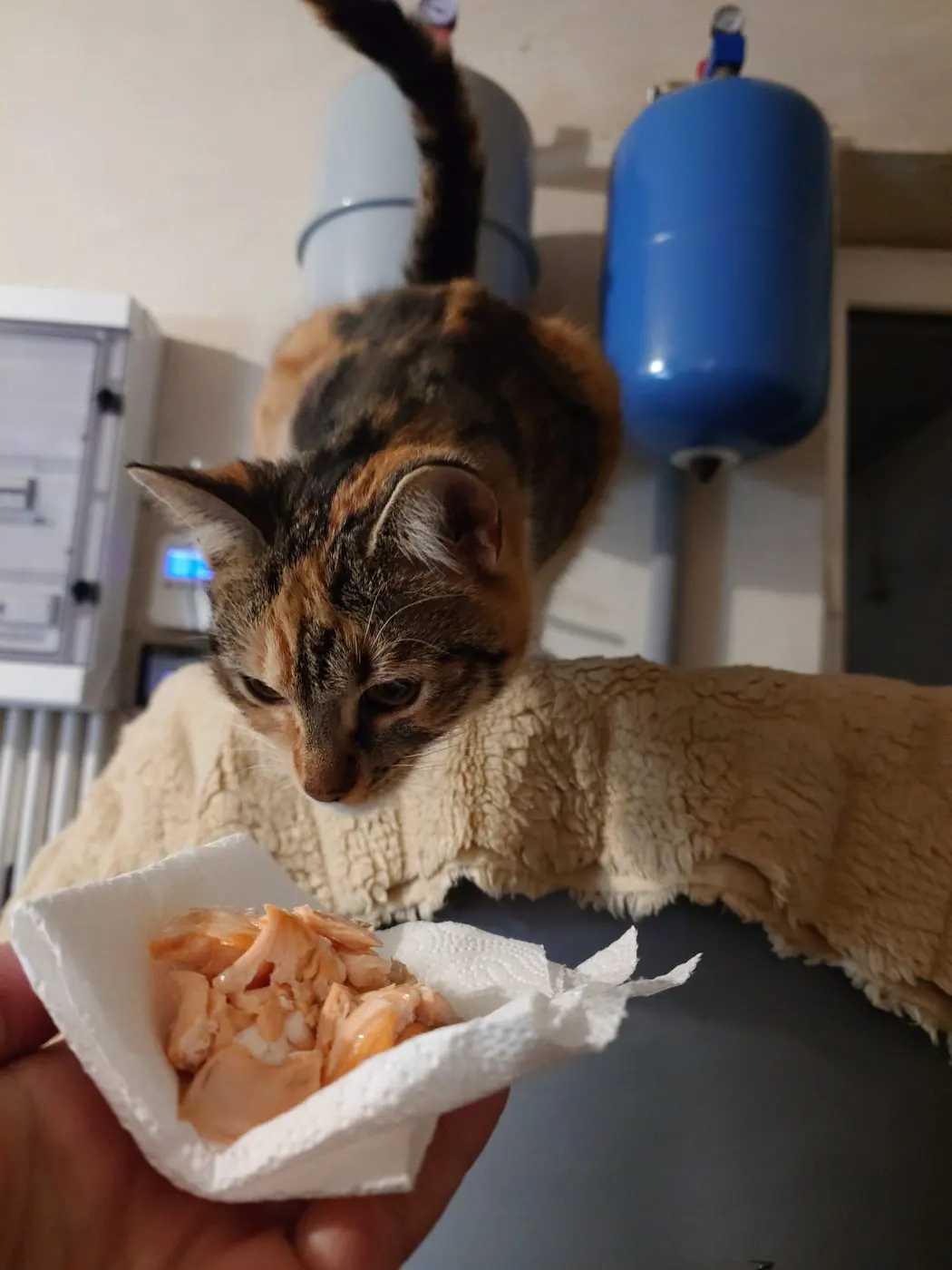 Cat sniffing pieces of salmon on a sheet of kitchen paper