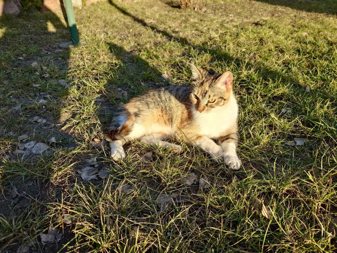 Cat lying on the grass in golden late-afternoon light