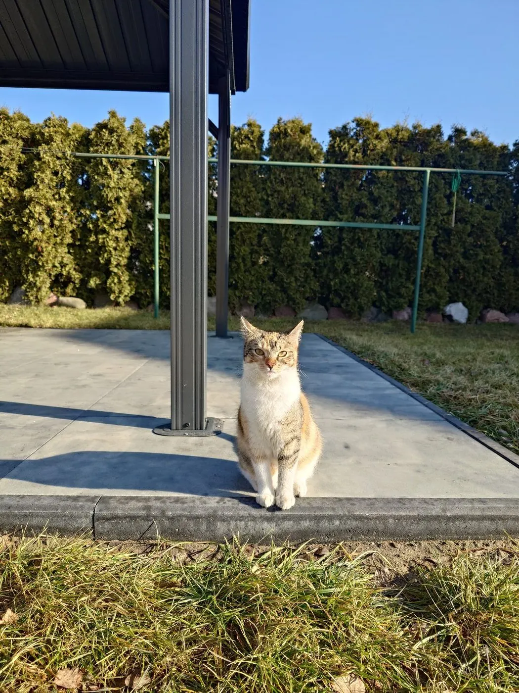 Cat sitting in the sun on the patio under a blue sky