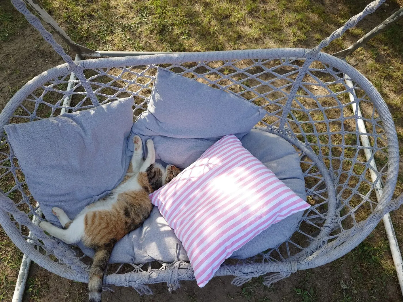 Cat asleep in a hanging chair with cushions